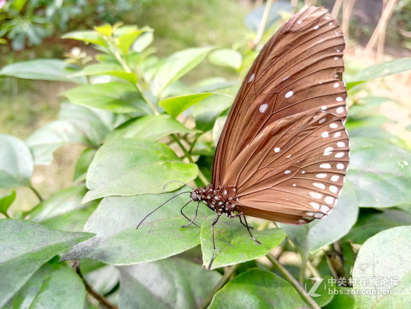 ＃魅族PRO 6s试用＃— 四轴光学防抖魅族PRO6S手机