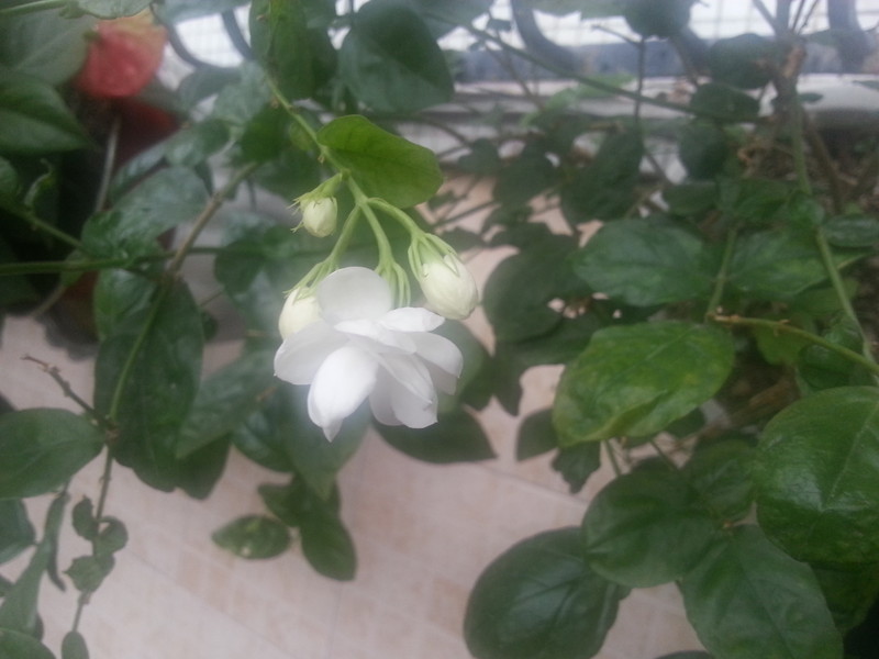 #ZOL国庆随手拍#拍的花儿!