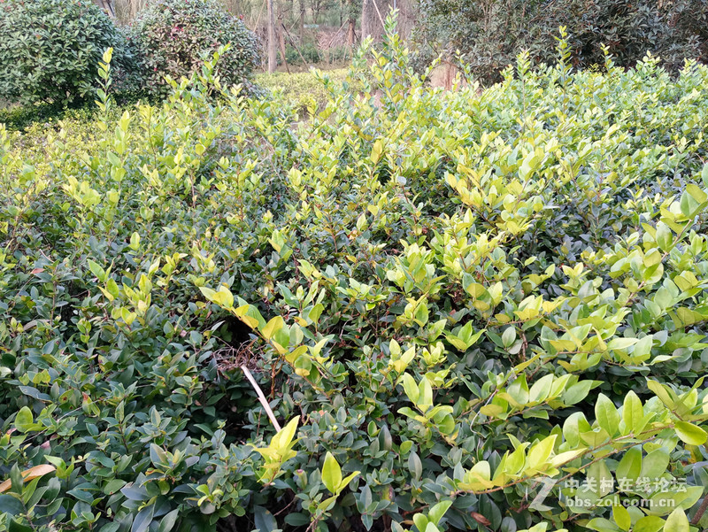 ＃魅族PRO 6s试用＃时间之箭，是渴望已久的王者“摄”临-魅族PRO6S系统、硬件综测