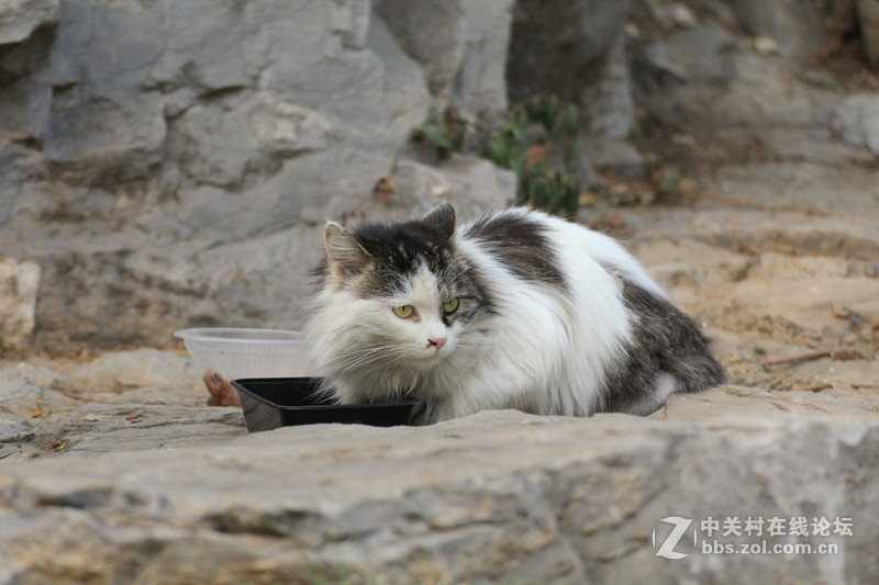 #ZOL月赛-春暖花开#春临龙潭