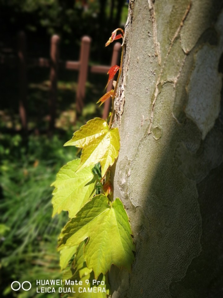 mater9 pro拍照还是不错的