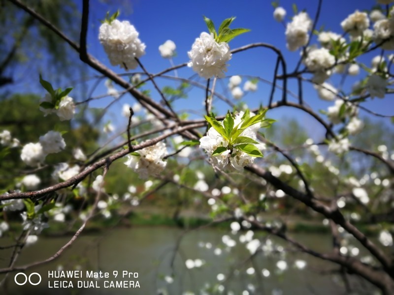 mater9 pro拍照还是不错的