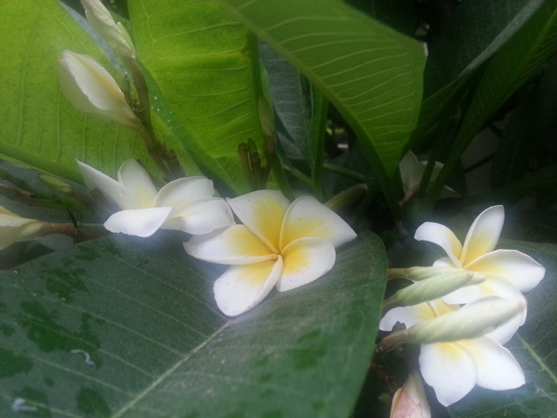 #ZOL国庆随手拍#拍的花儿!