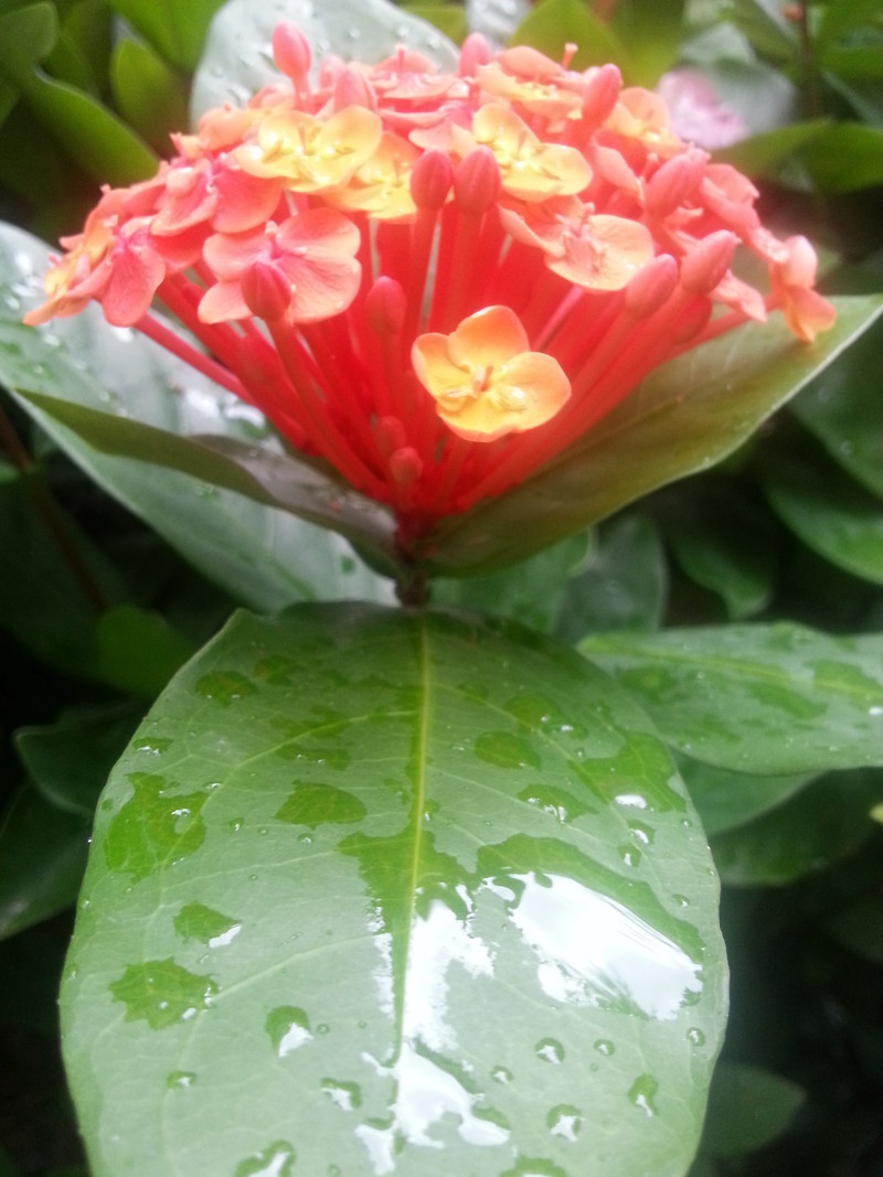 #ZOL国庆随手拍#拍的花儿!