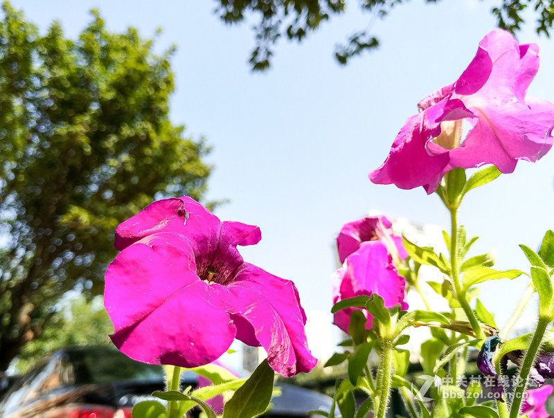 ＃魅族PRO 6s试用＃手机拍大片，魅族PRO 6s带你玩转手机摄影