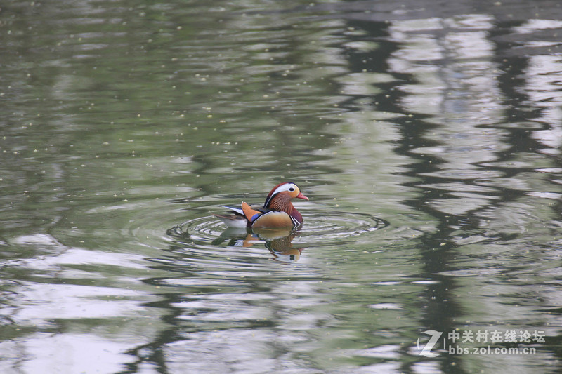 #ZOL月赛-春暖花开#春临龙潭