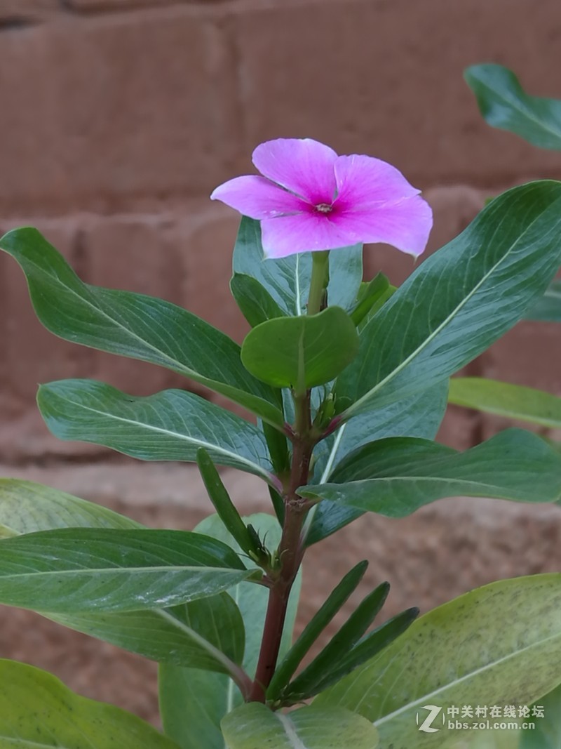 华为Mate8看中的就是性价比 有图有真相