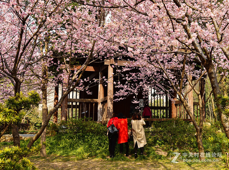 无锡鼋头渚公园盛开的早樱花