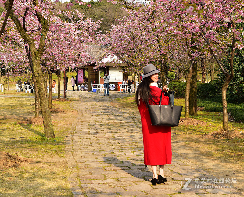 无锡鼋头渚公园盛开的早樱花