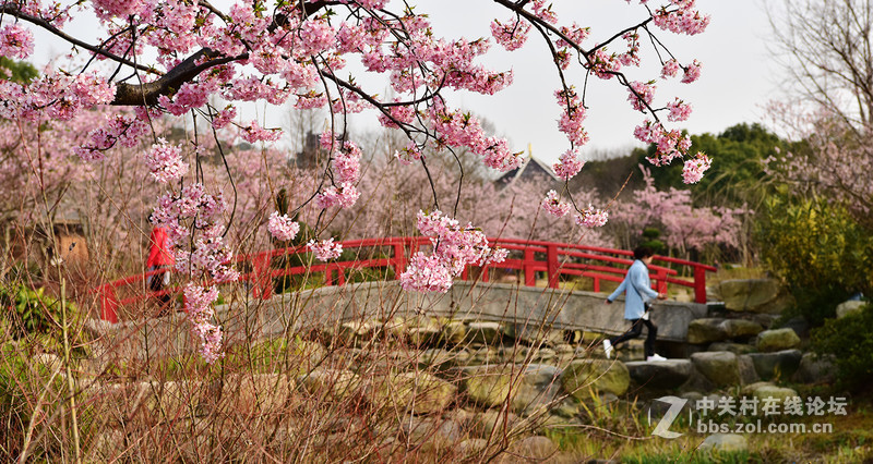 无锡鼋头渚公园盛开的早樱花