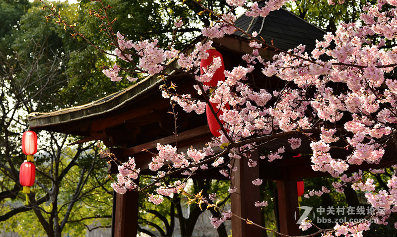 无锡鼋头渚公园盛开的早樱花