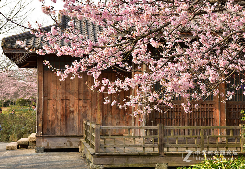 无锡鼋头渚公园盛开的早樱花