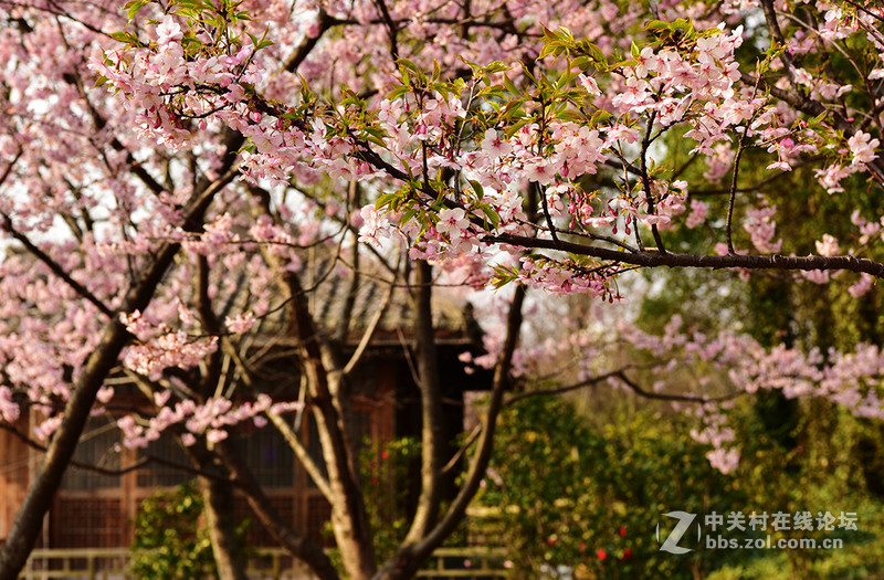 无锡鼋头渚公园盛开的早樱花