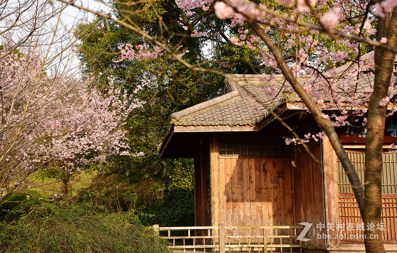 无锡鼋头渚公园盛开的早樱花