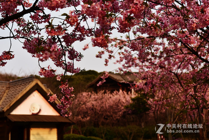 无锡鼋头渚公园盛开的早樱花