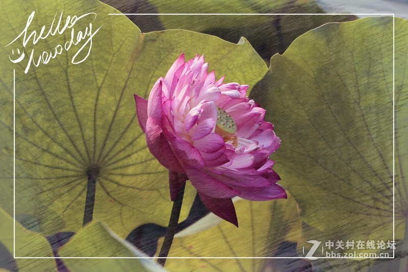 淡妆清抹也相宜——【荷花】