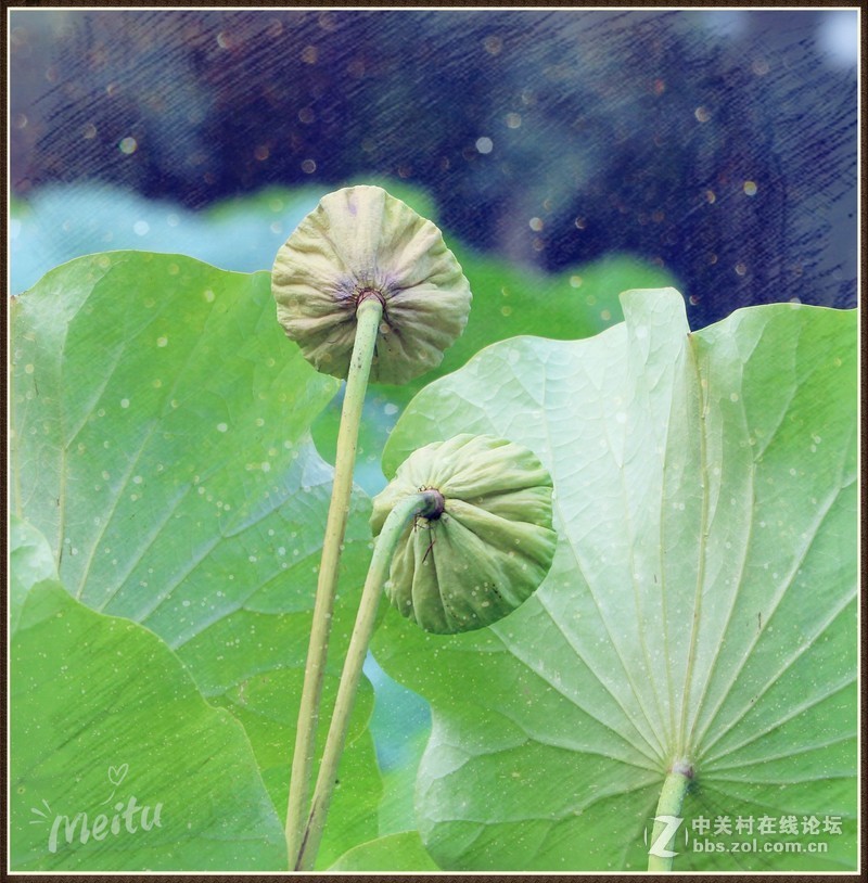 淡妆清抹也相宜——【荷花】