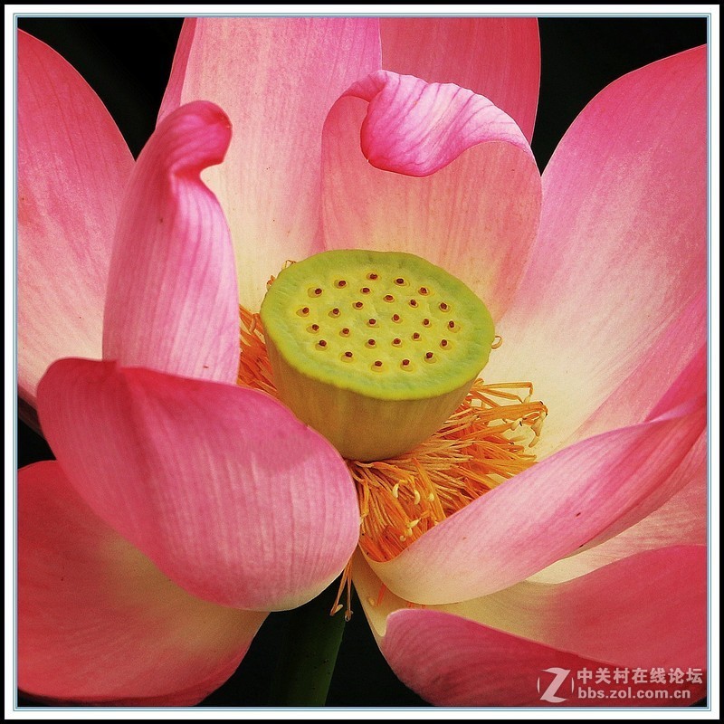 淡妆清抹也相宜——【荷花】