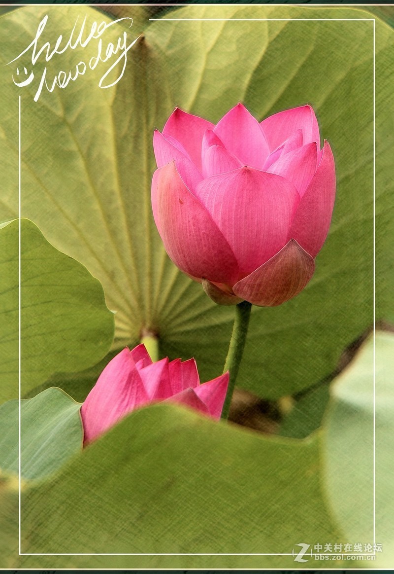 淡妆清抹也相宜——【荷花】