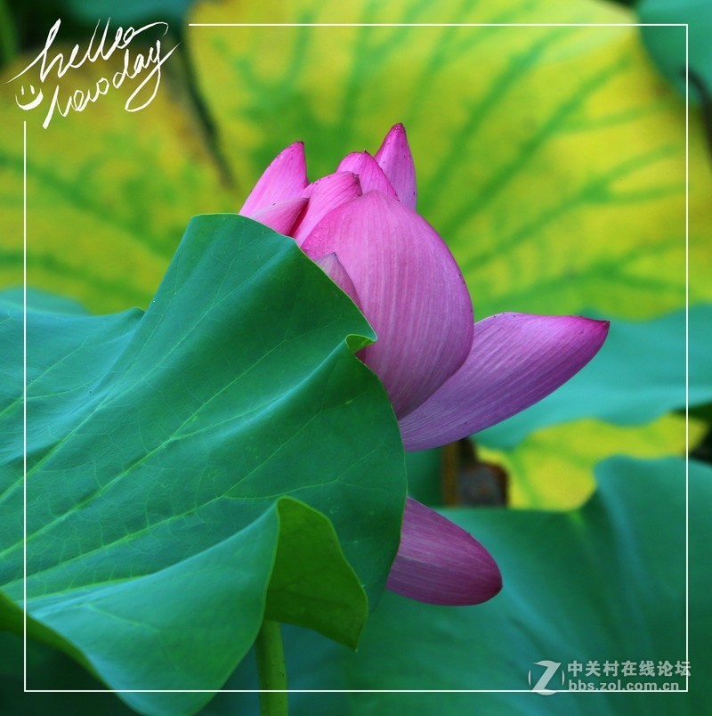 淡妆清抹也相宜——【荷花】