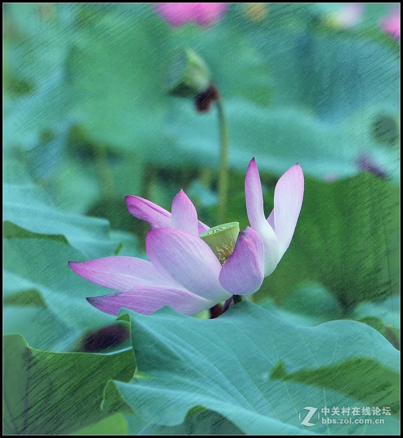 淡妆清抹也相宜——【荷花】