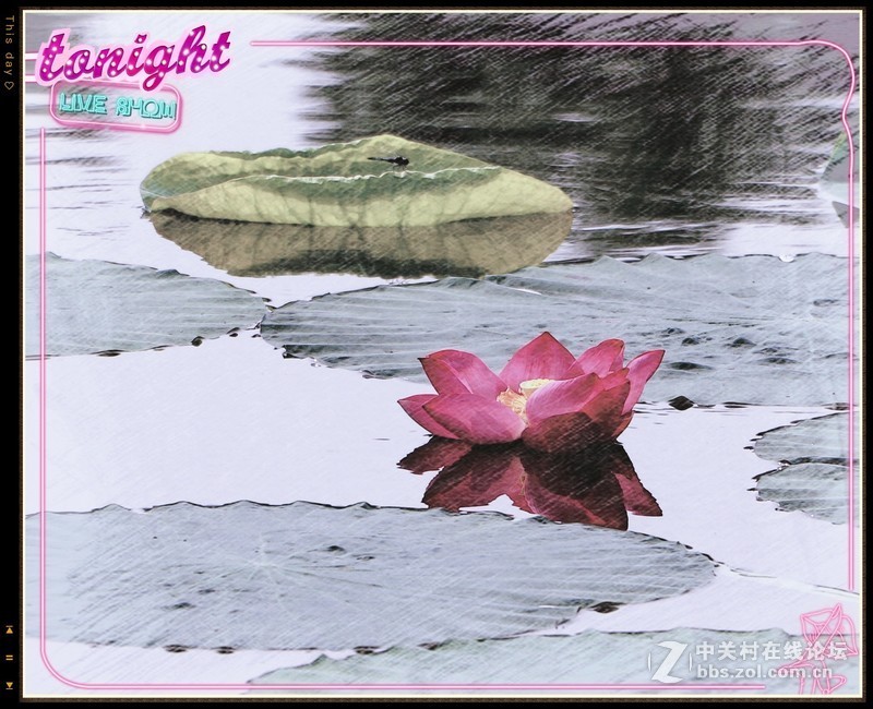 淡妆清抹也相宜——【荷花】