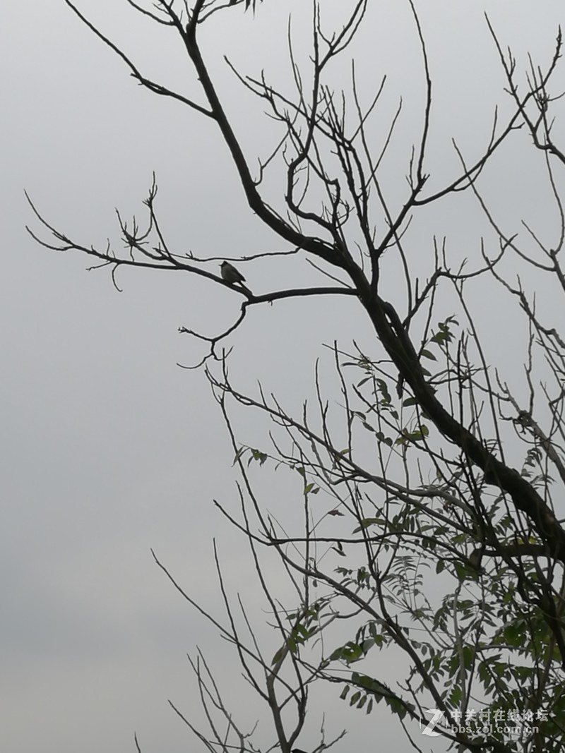 华为Mate8看中的就是性价比 有图有真相