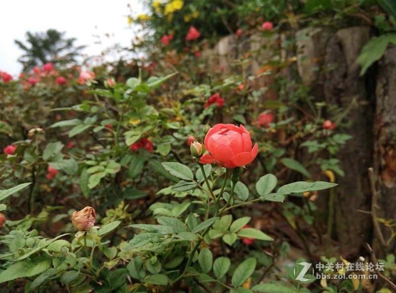 独具一格谦谦君子，360奇酷旗舰版30天深度体验！