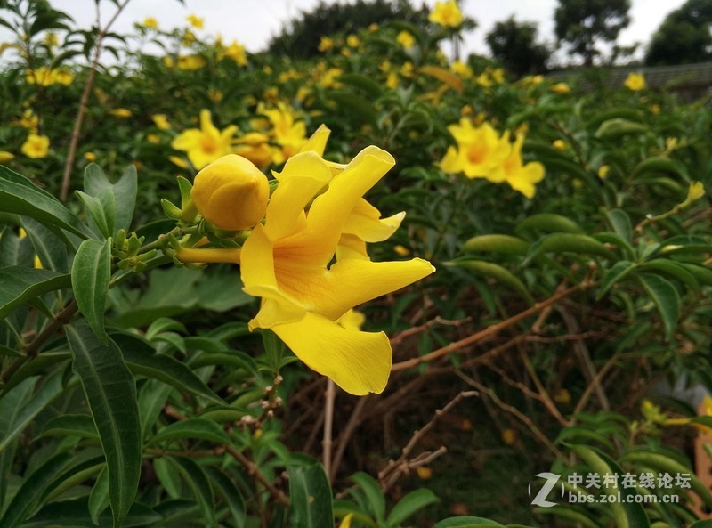 独具一格谦谦君子，360奇酷旗舰版30天深度体验！