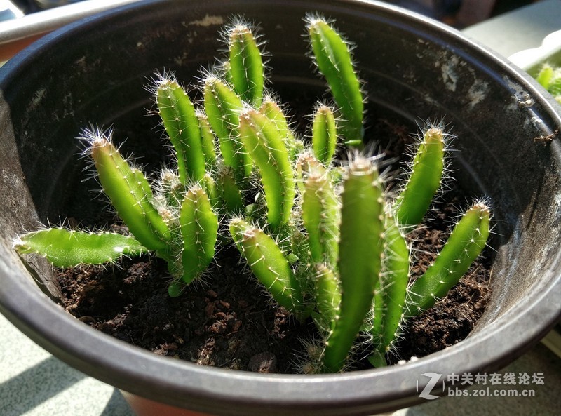 独具一格谦谦君子，360奇酷旗舰版30天深度体验！