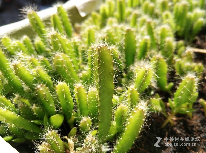 独具一格谦谦君子，360奇酷旗舰版30天深度体验！