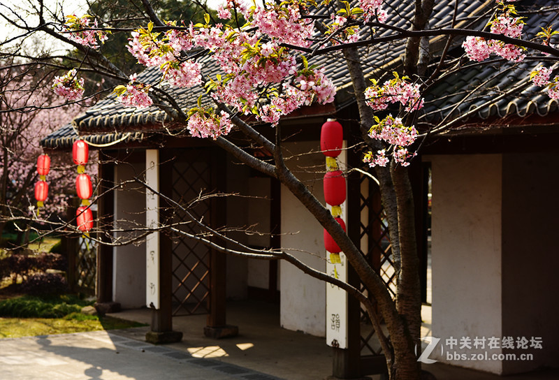 无锡鼋头渚公园盛开的早樱花