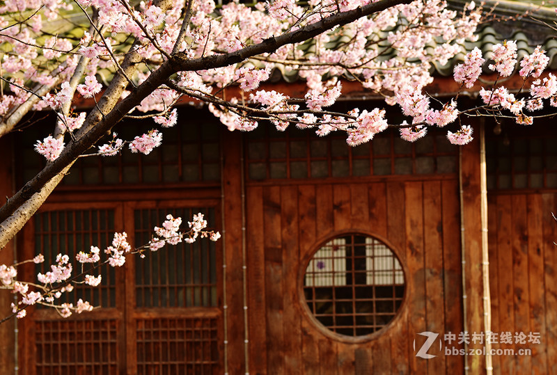 无锡鼋头渚公园盛开的早樱花