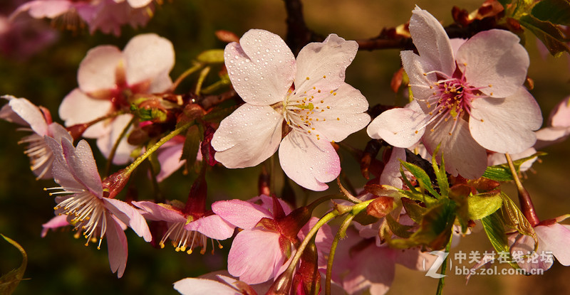 无锡鼋头渚公园盛开的早樱花