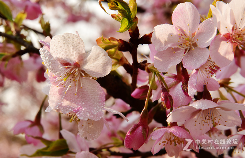 无锡鼋头渚公园盛开的早樱花