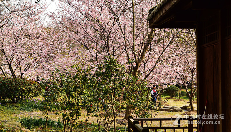 无锡鼋头渚公园盛开的早樱花