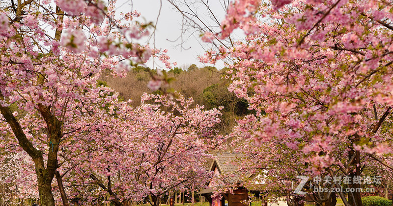 无锡鼋头渚公园盛开的早樱花