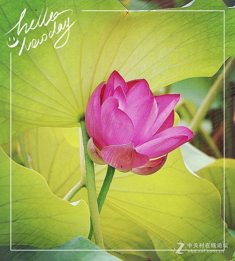 淡妆清抹也相宜——【荷花】