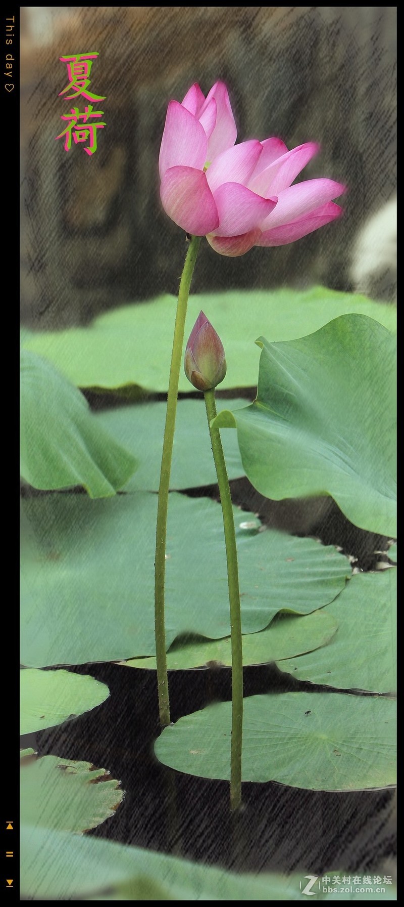 淡妆清抹也相宜——【荷花】