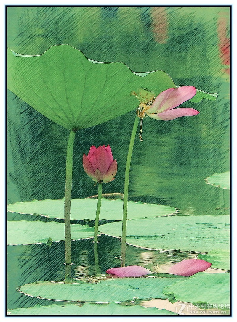 淡妆清抹也相宜——【荷花】