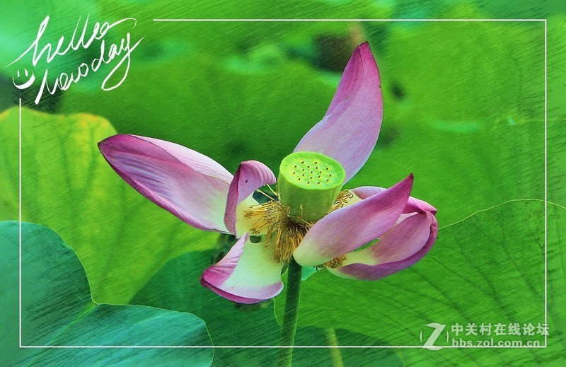 淡妆清抹也相宜——【荷花】