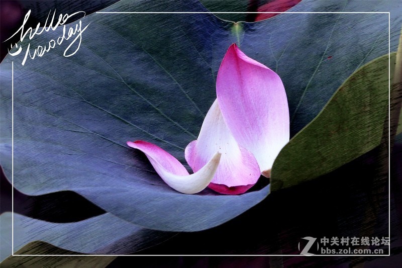 淡妆清抹也相宜——【荷花】