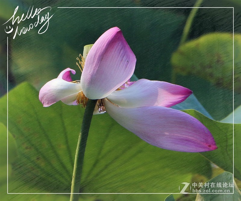 淡妆清抹也相宜——【荷花】