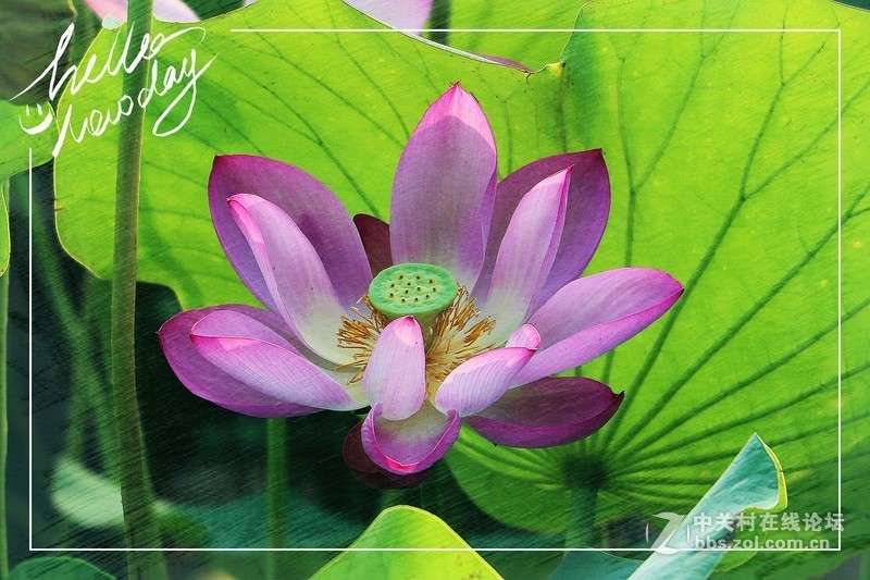 淡妆清抹也相宜——【荷花】