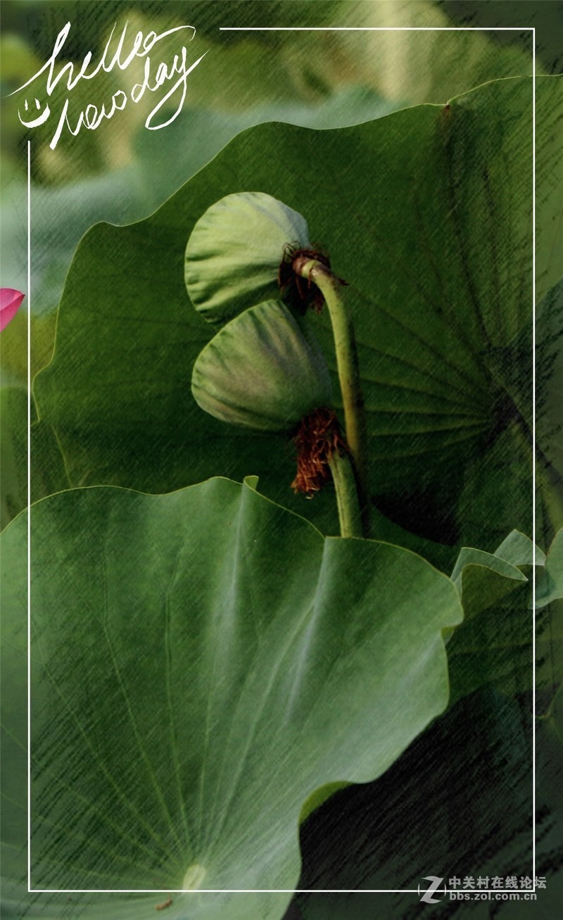 淡妆清抹也相宜——【荷花】