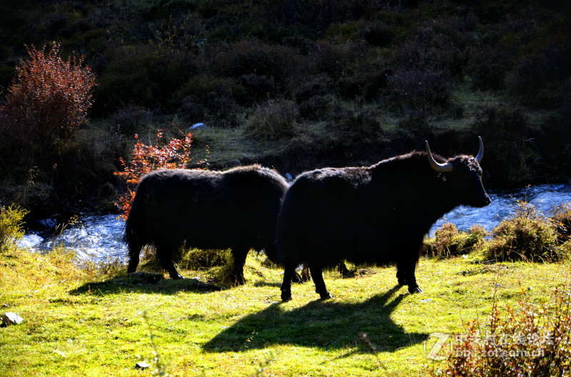 #ZOL国庆随手拍# 金秋青海之旅