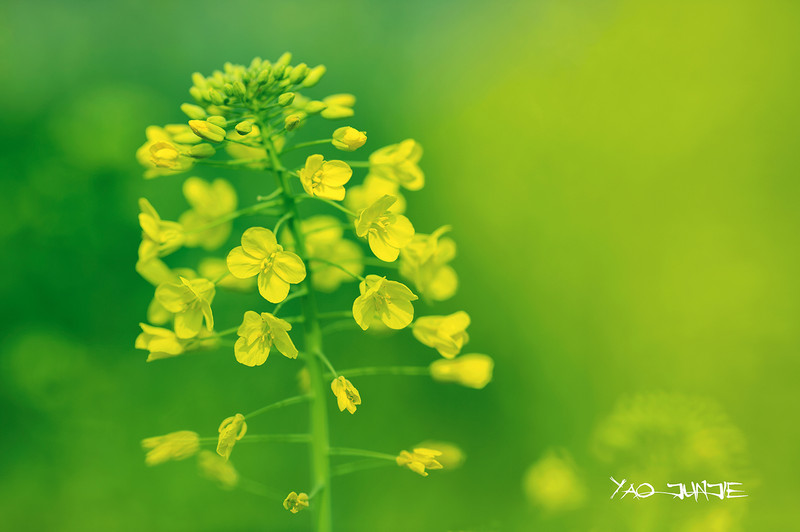 三阳135 F2第一帖.... 杂片几张