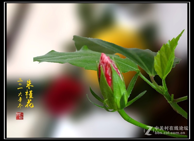 【冬拍朱槿花】