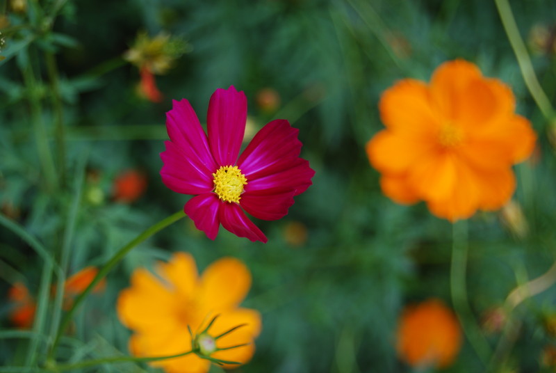 #ZOL国庆随手拍#秋天的花儿也灿烂！