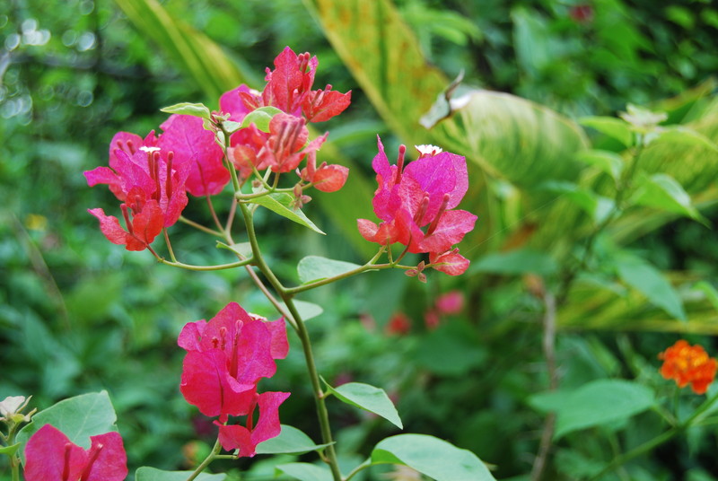 #ZOL国庆随手拍#秋天的花儿也灿烂！